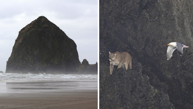 Mountain Lion Lurking on Popular Oregon Rock Triggers Beach Closure