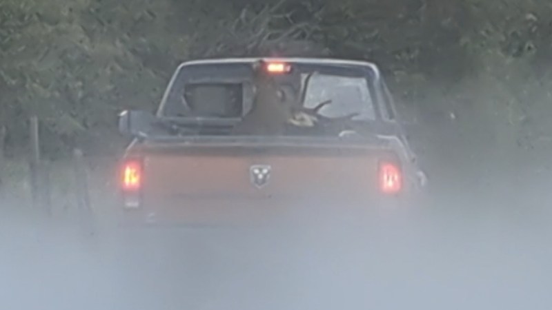Wanted Man Leads Police on High-Speed Chase with an Elk Shoulder Mount in His Truck Bed