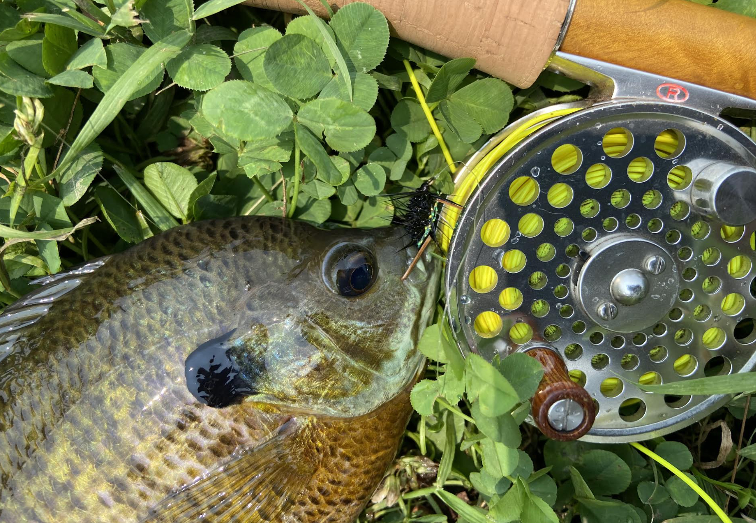 Are my bluegill hooks too big? : r/FishingForBeginners