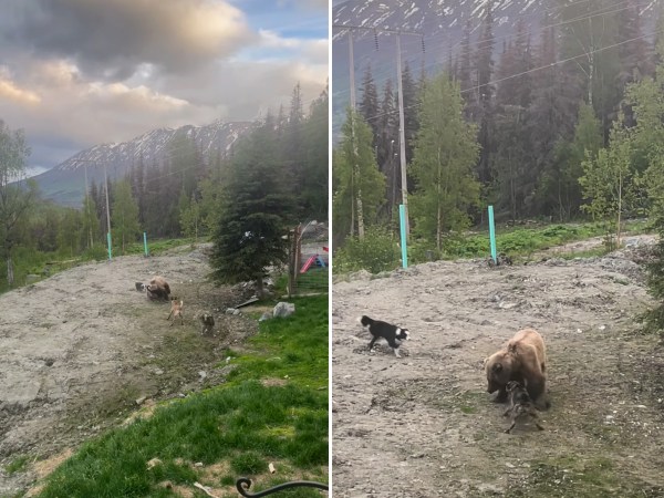 Watch: Alaskan Working Dogs Fight a Brown Bear...and Win