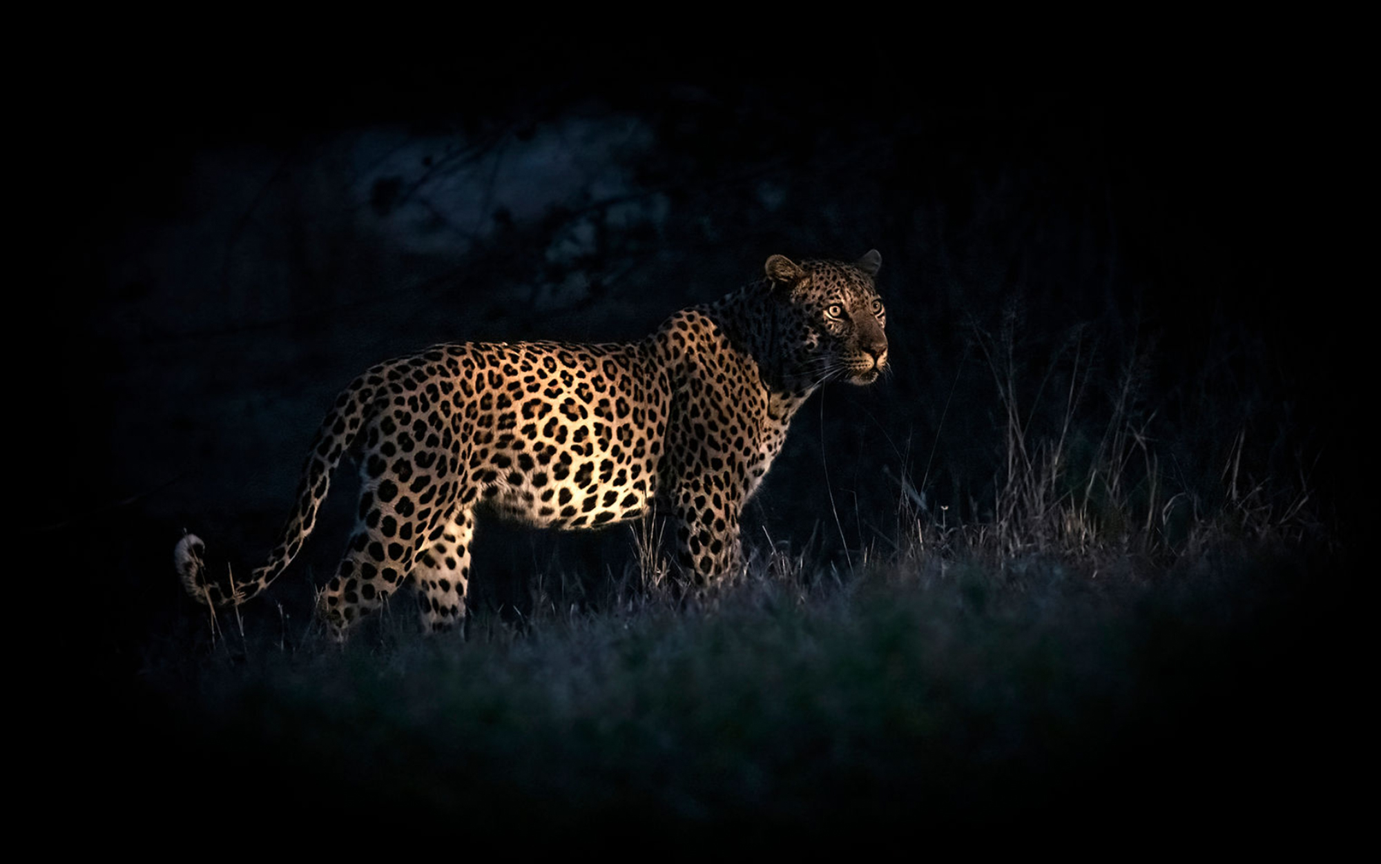 Jaguar is photographed at night.