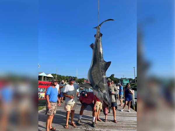 1,000-Pound Tiger Shark Should Smash Alabama Record