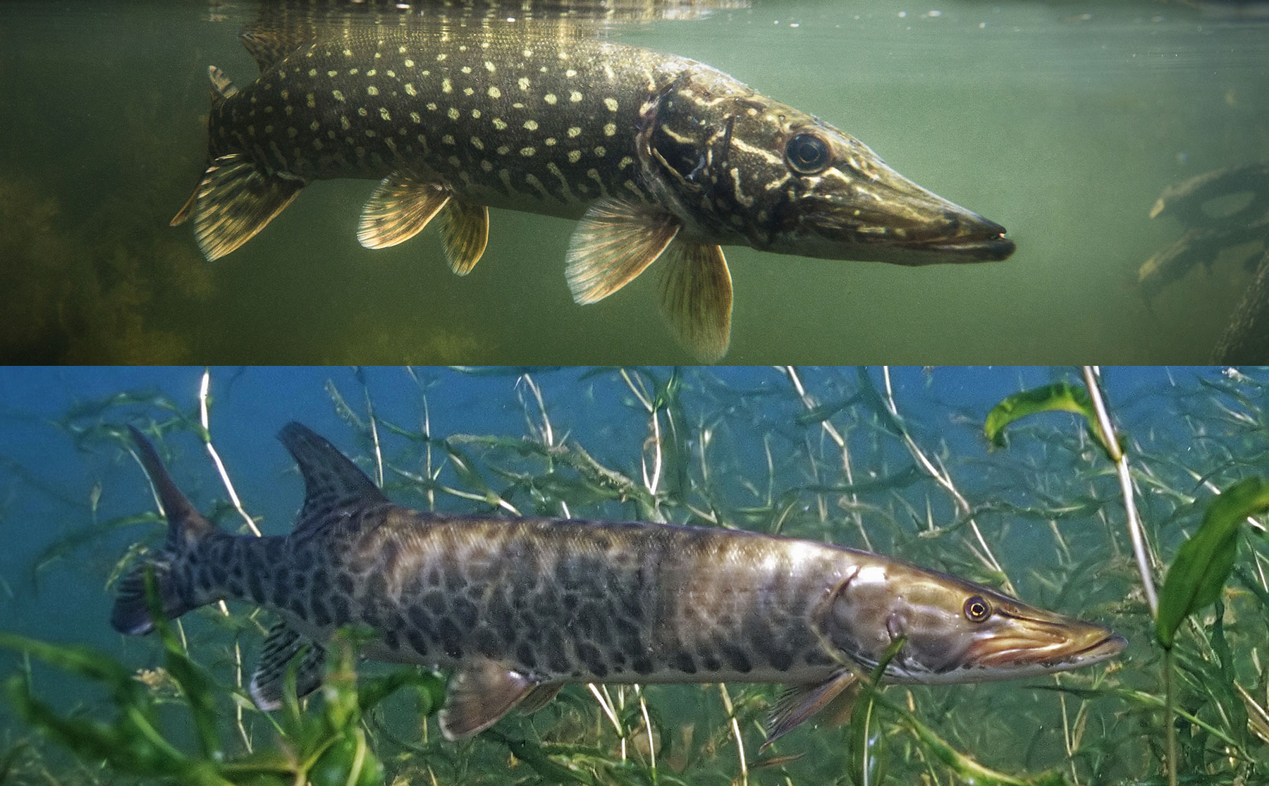 Do You Own a Water Thrower? You Should If You Want to Catch More Summer  Muskies