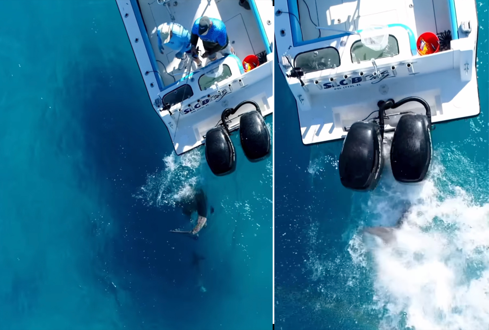 video bull shark attacks boat