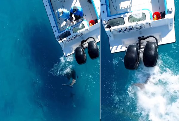 Watch: Huge Bull Shark Attacks Fishing Boat, Damages Outboard Motor