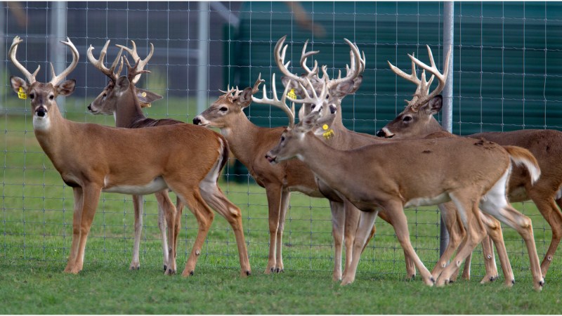 Texas Issues Emergency Order as Chronic Wasting Disease Cases in Deer Breeding Facilities Soar