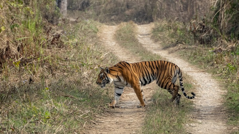 Nepali Minister Suggests Charging Foreign Hunters $25 Million to Hunt Tigers