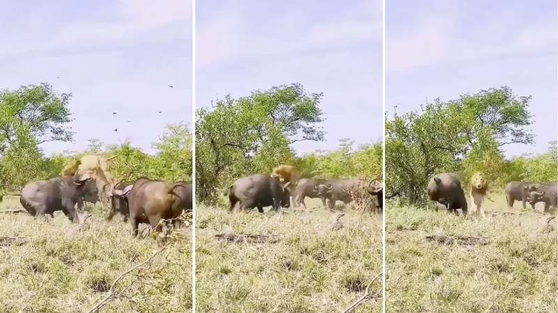 Watch: Lion Gets Tossed by a Herd of Cape Buffalo