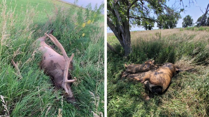 6 Elk Poached and Left to Rot in Nebraska