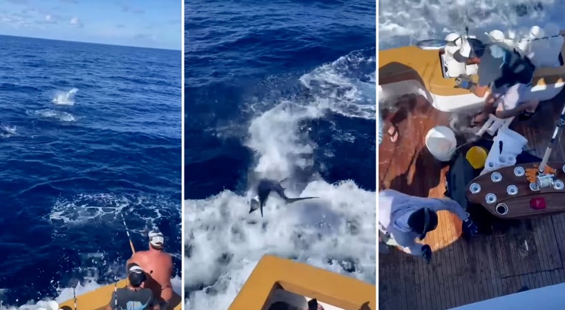 Watch: Hooked Marlin Leaps into the Back of a Fishing Boat