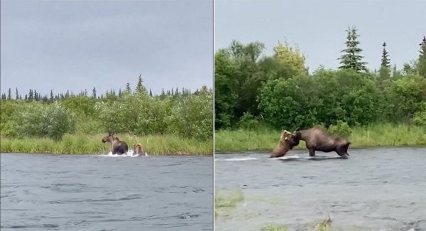 Watch: Incredible Footage of a Brown Bear Catching and Killing a Moose in a River
