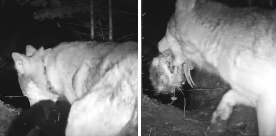 Watch: Bobcat Takes Down Adult Mule Deer on Trail Camera