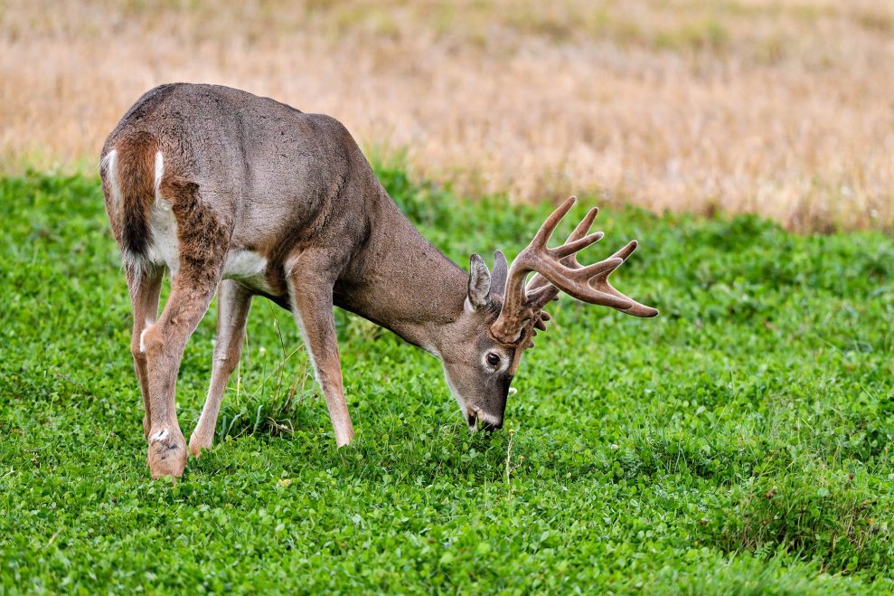What Do Deer Actually Eat? These Are a Whitetail’s All-Time Favorite Foods