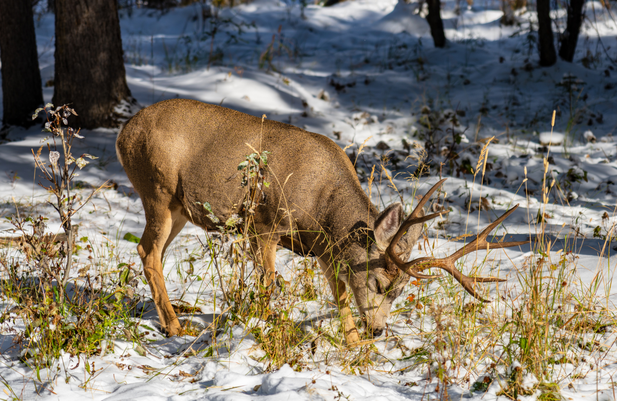 mule deer buck eating winter