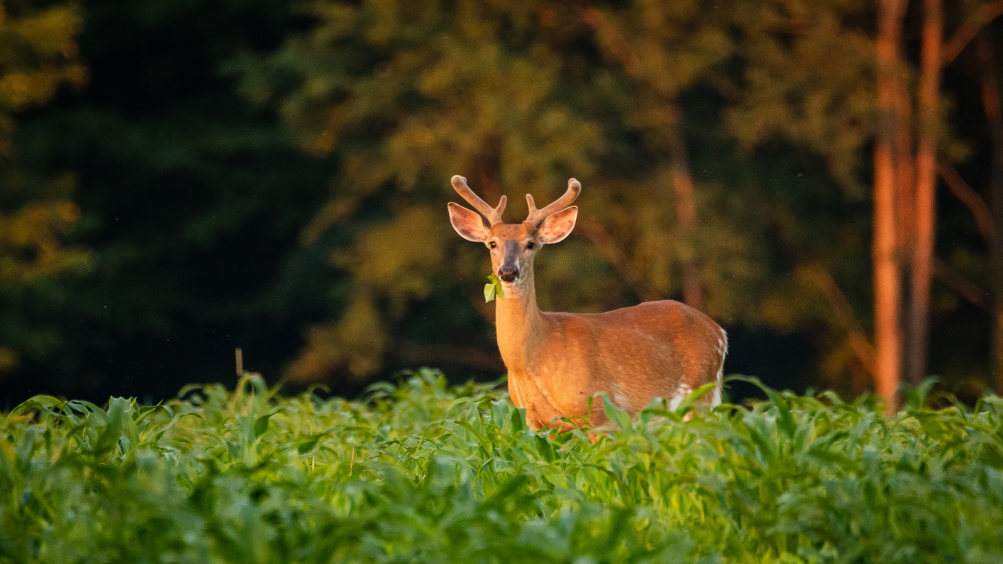 whitetail eating in cornfield