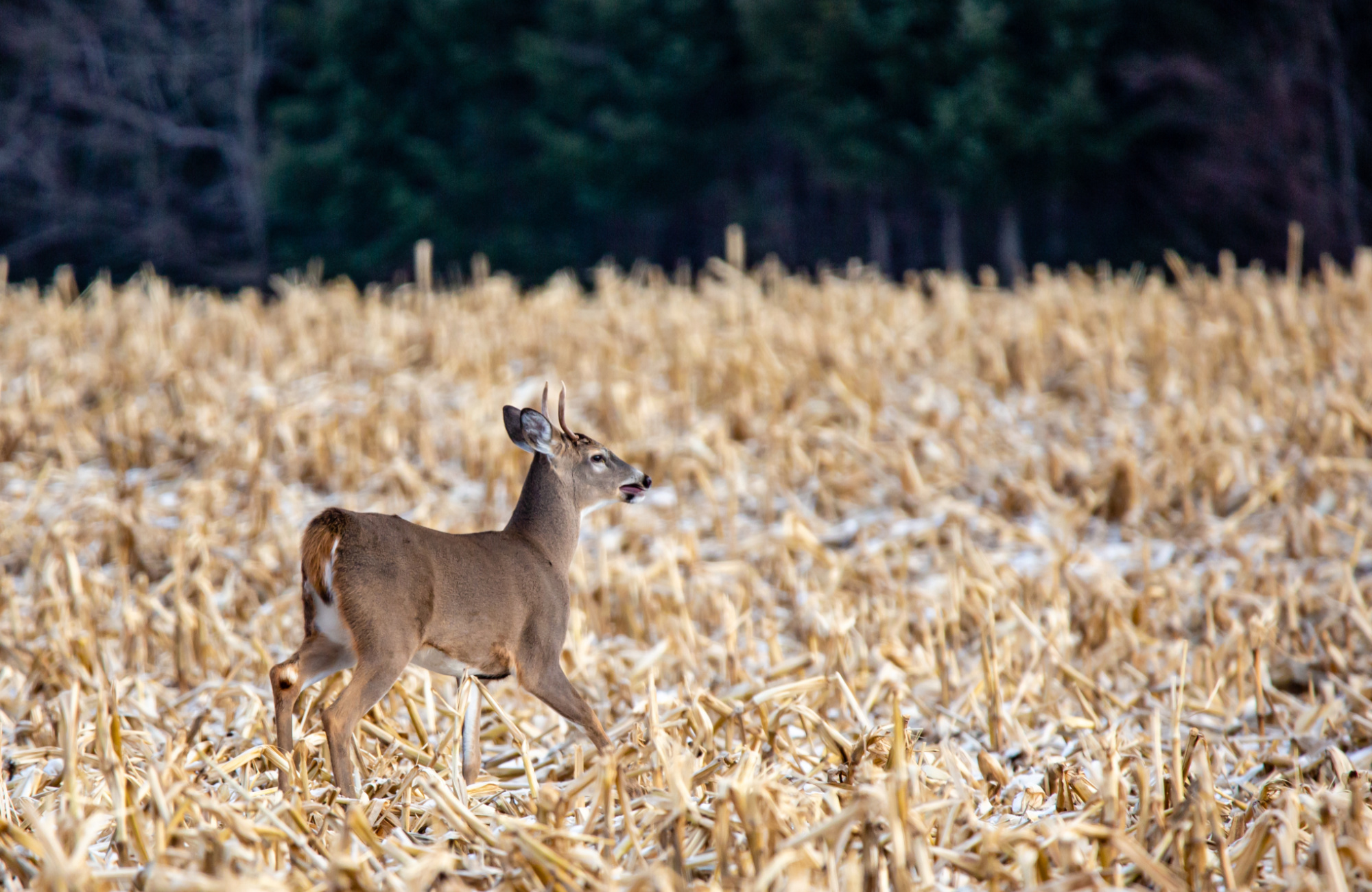whitetail deer in cornfield