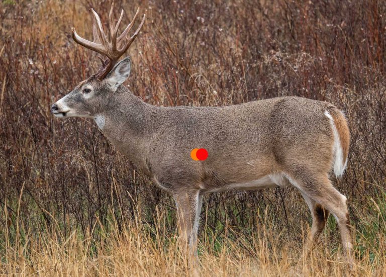 where to shoot a deer