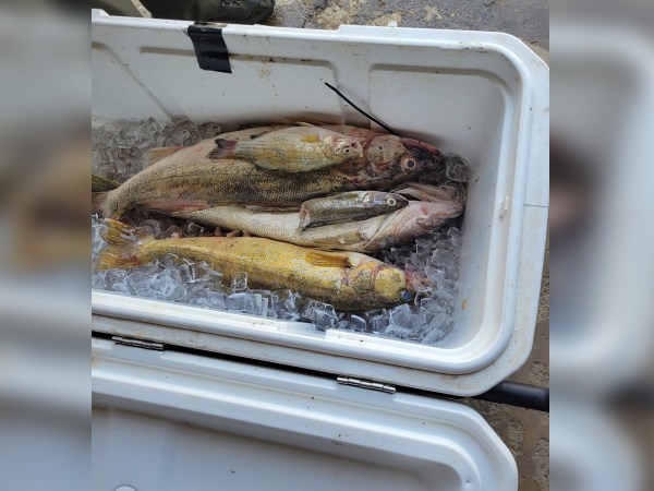 Another Walleye-Stuffing Cheater Caught at a Fishing Tournament in New York
