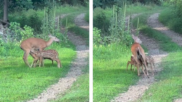 Watch: Rare Whitetail Triplets Seen Following Doe Around