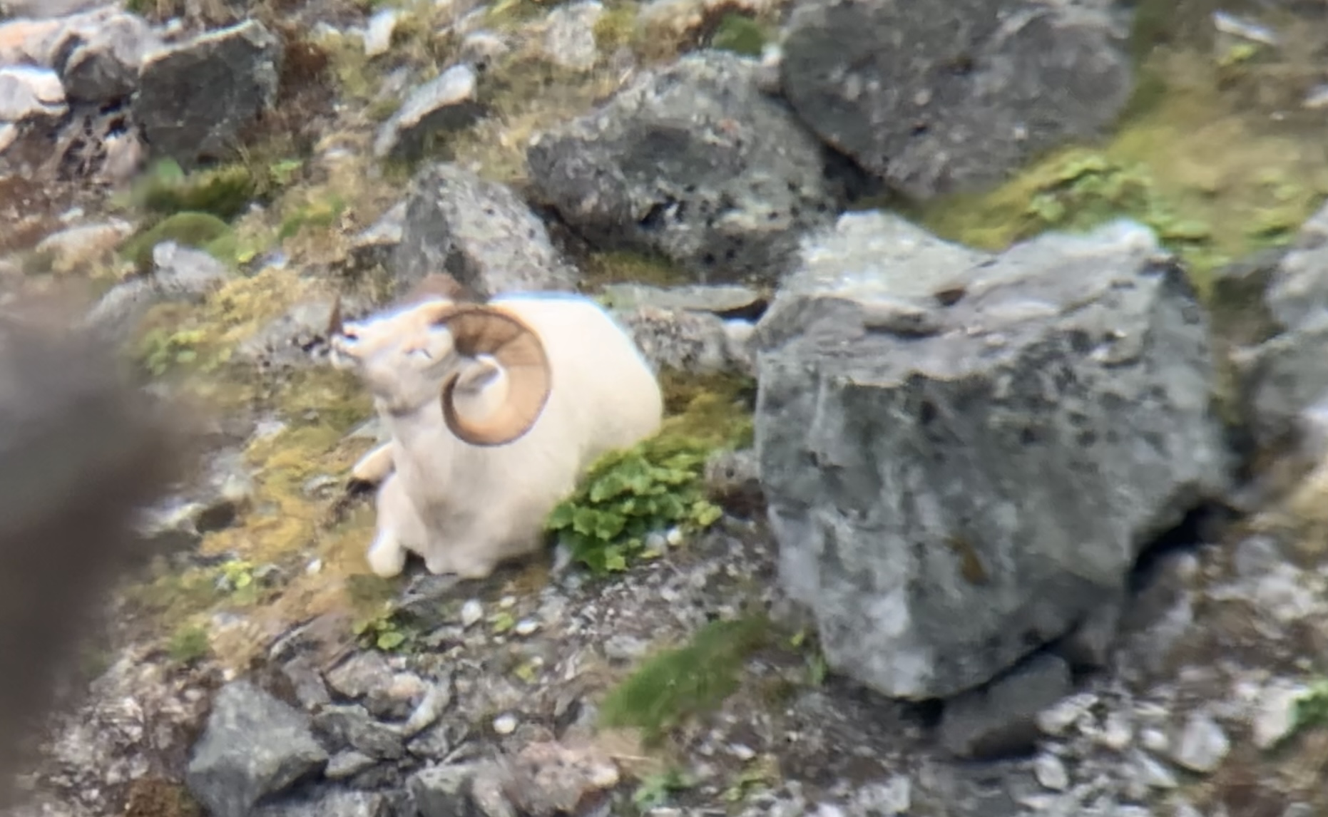 Dall sheep in Alaska