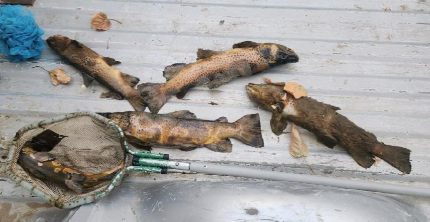 mt trout declines dead browns november 2022