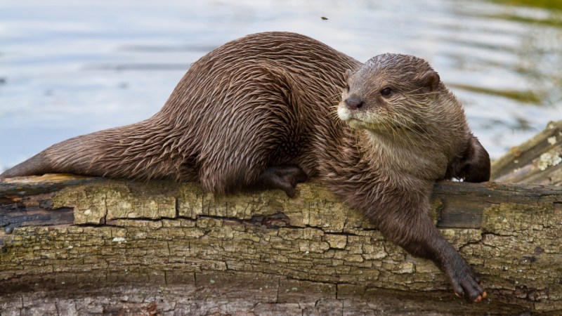 River Otter Attacks Three Women on Float Trip, One Victim Life-Flighted