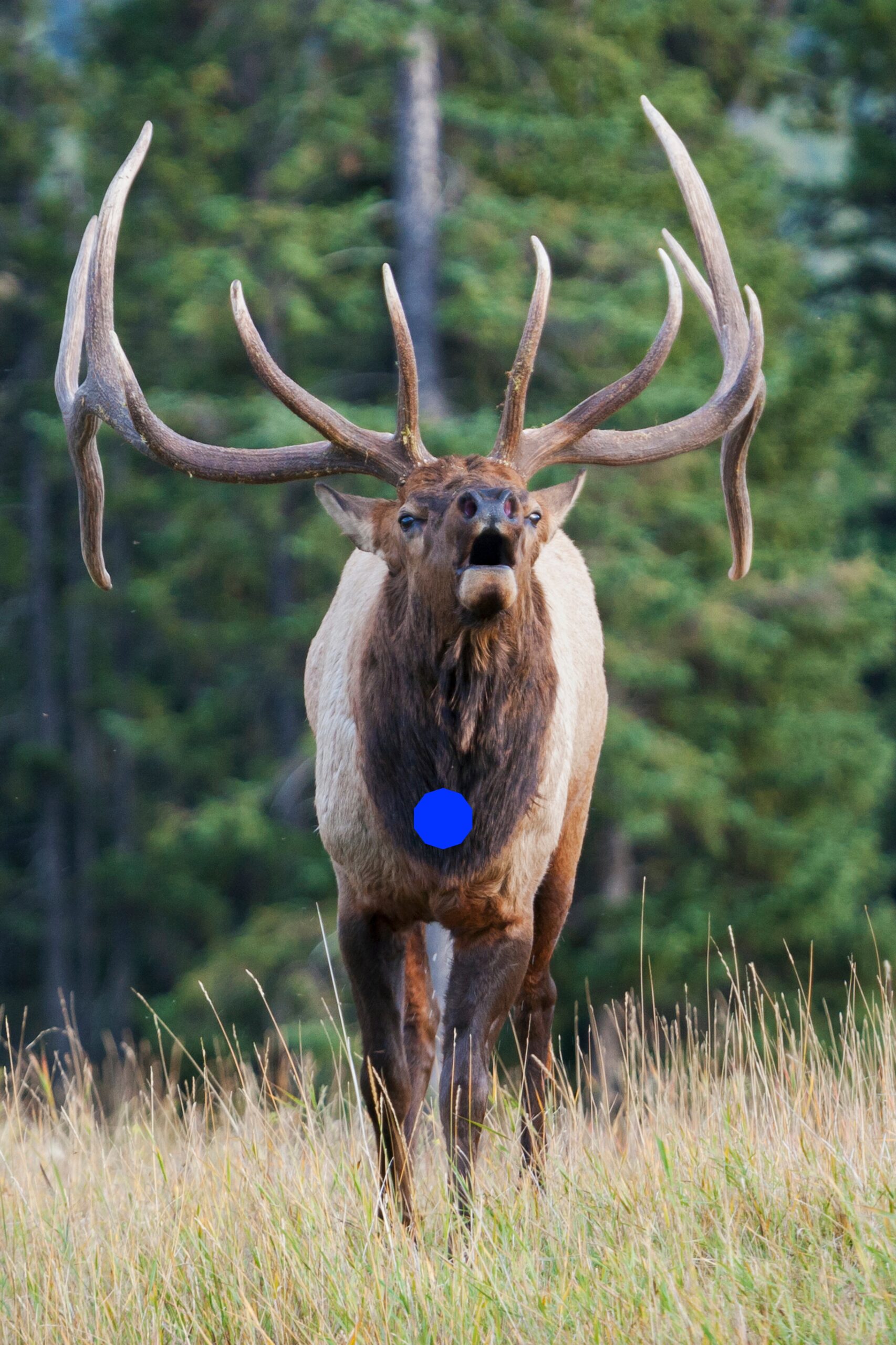 Frontal shot placement on an elk