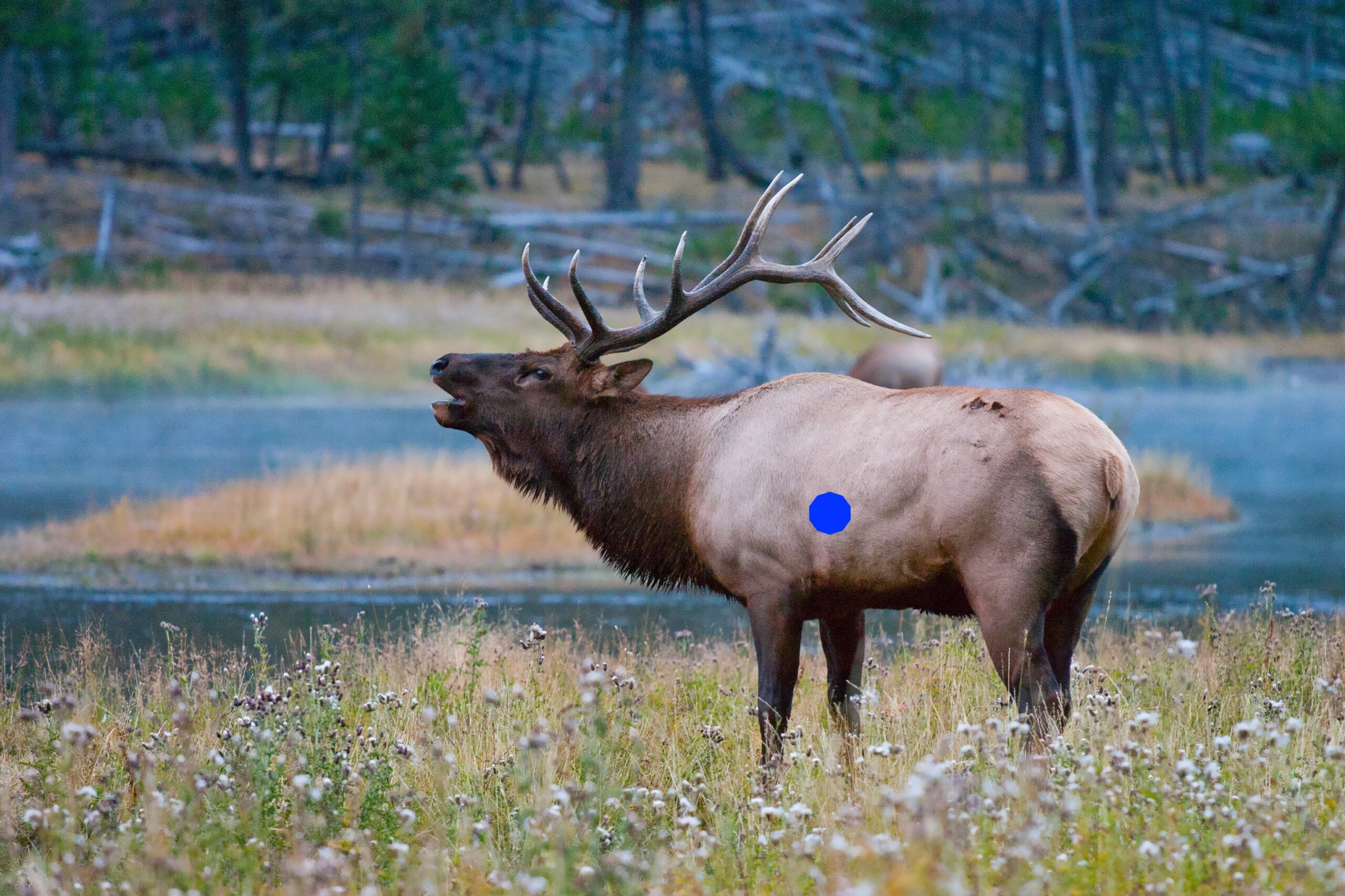 Quartering away shot placement on an elk