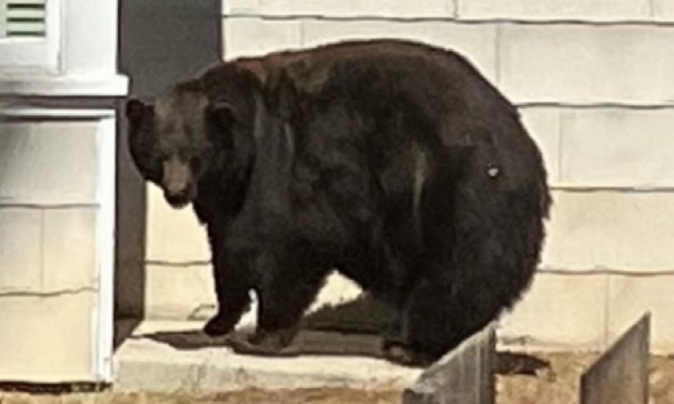 Hank the Tank, California’s Infamous Problem Bear, Will Be Relocated to Colorado
