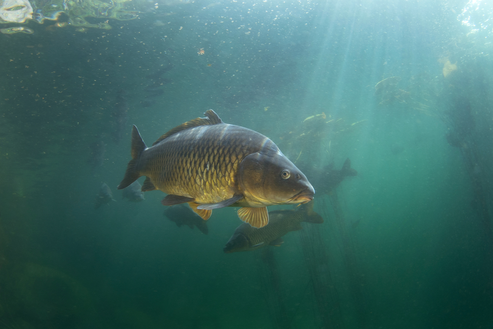 Can You Eat Carp? Outdoor Life