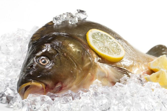 can you eat carp, common carp on ice
