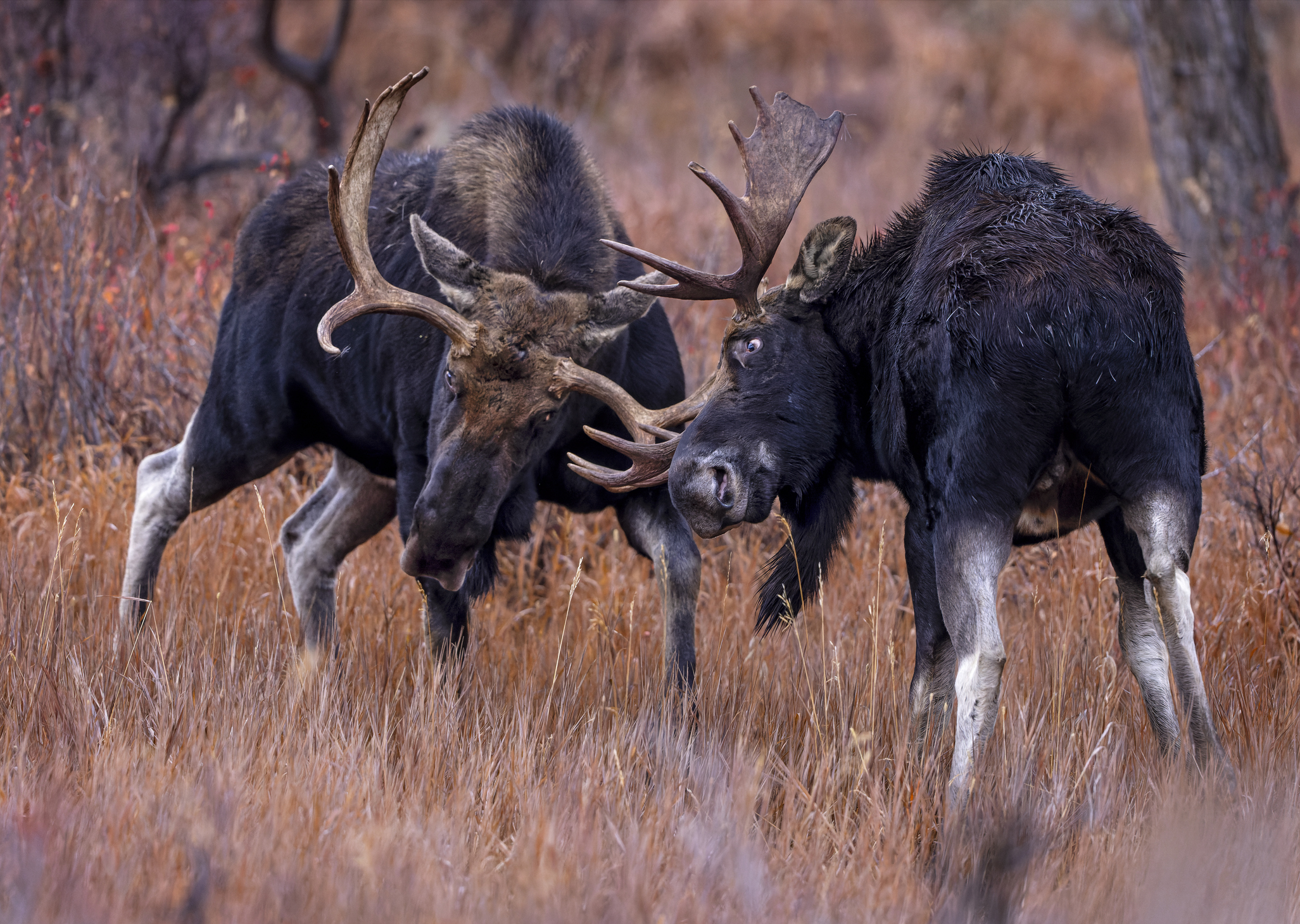 bull moose fighting