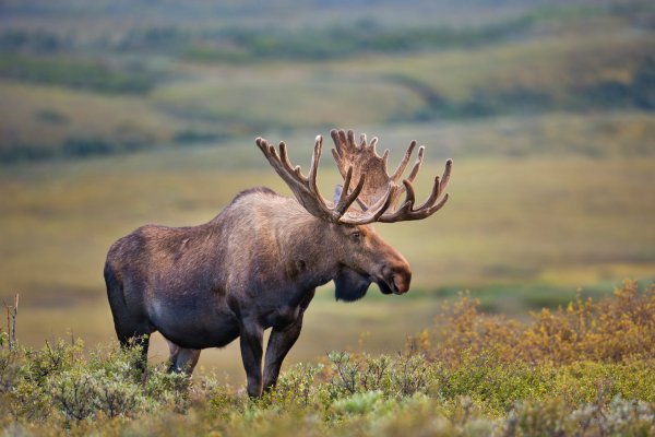 How Big Is a Moose?