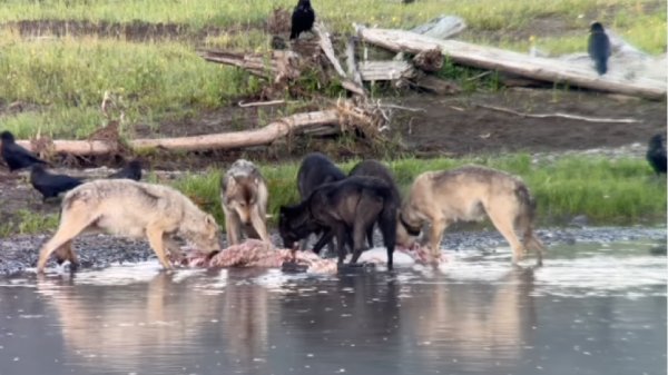 Watch: Yellowstone Wolves Chase Grizzly off Elk Carcass