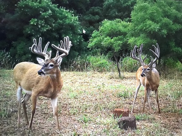Should Kansas Ban Baiting for Deer?
