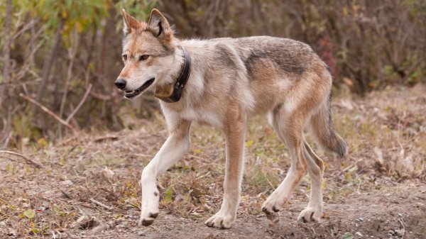 Tracking Wolf 258, the Lone Male That Traveled 3,000 Miles in Six Months