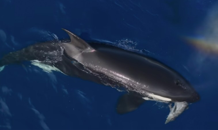 Watch: Orcas Hunt Dolphins Off California Coast