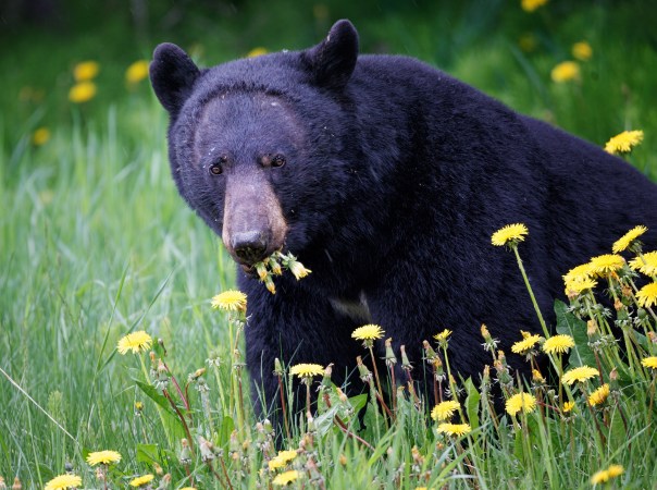 What Do Black Bears Eat?