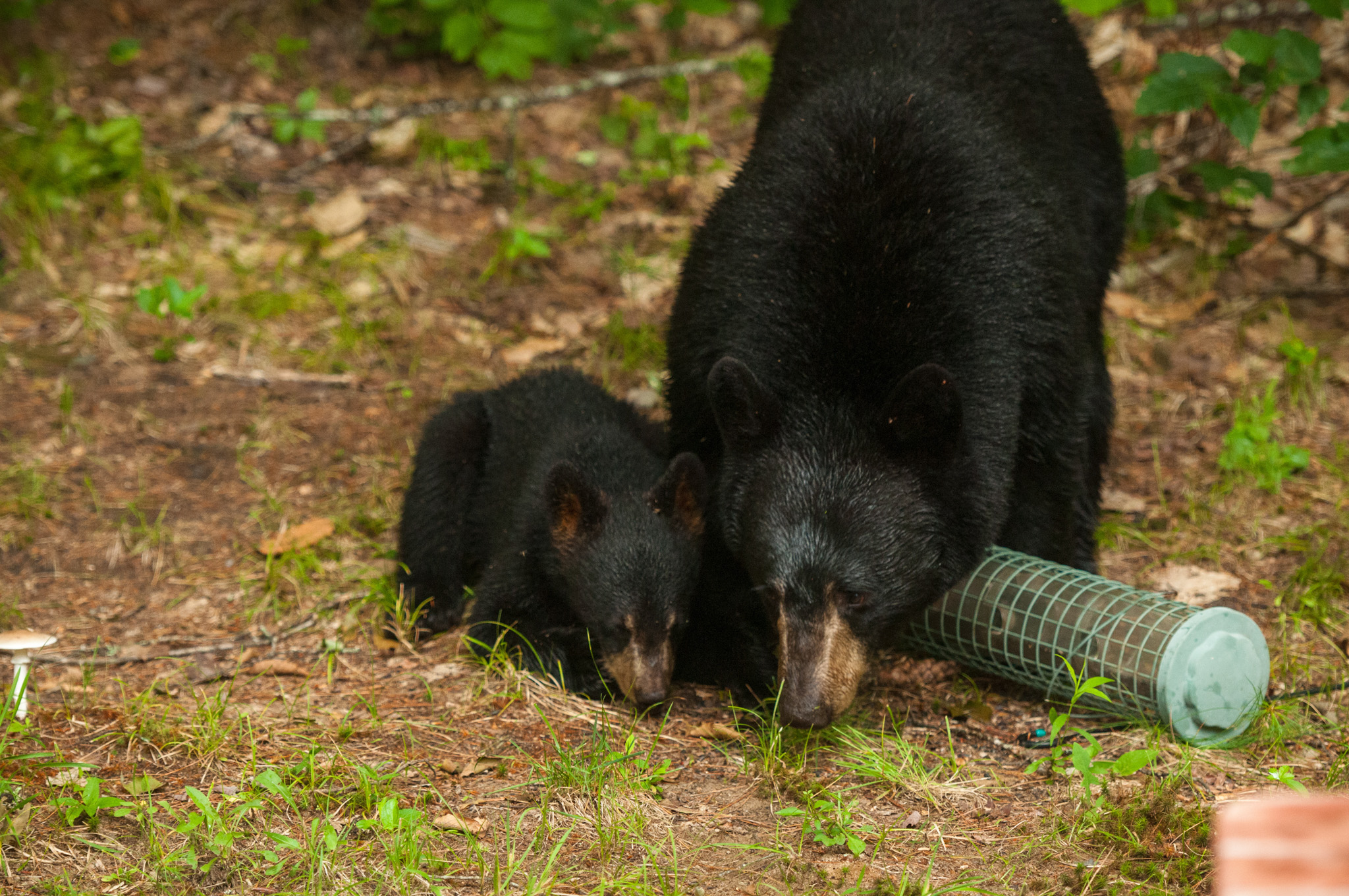What Do Black Bears Eat? These 50+ Top Bear Foods | Outdoor Life