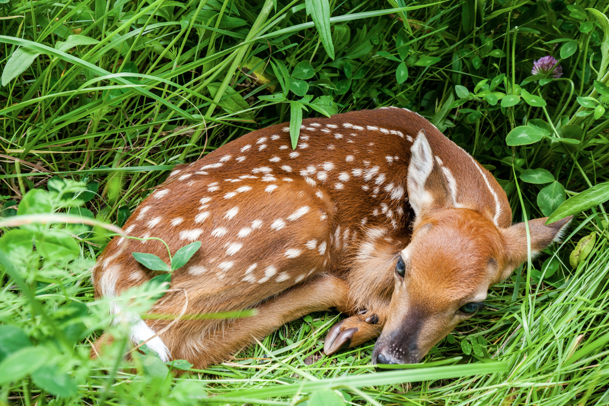 Black bears are often the top predator of whitetail fawns.
