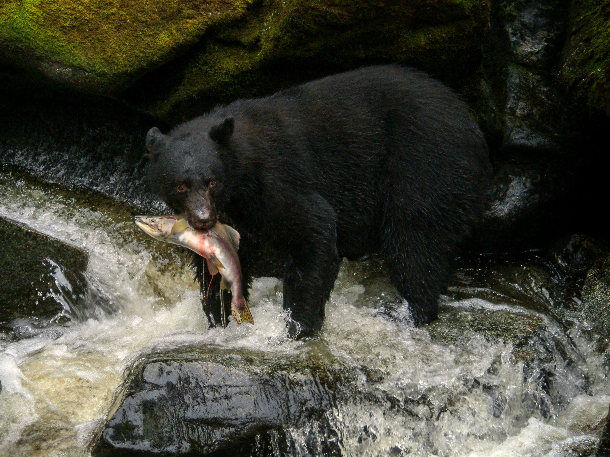 A black bear catches a salmon.