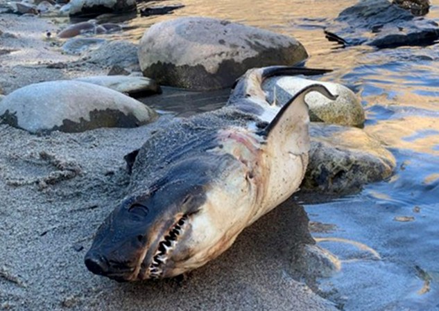 Salmon Shark Found Along River in Idaho Was Planted as a Prank, Officials Conclude