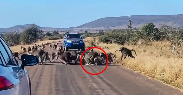Watch: 50 Baboons Beat Up a Leopard
