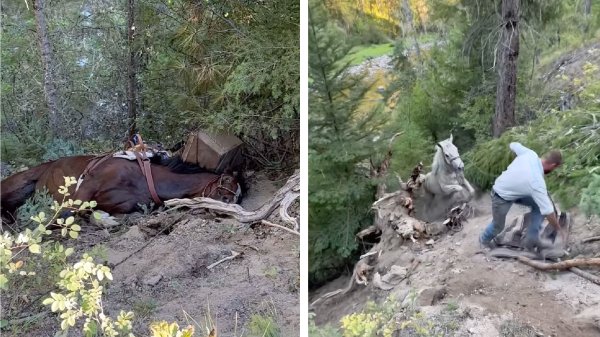 Watch: Pack Horses Miraculously Survive 80-Foot Fall from Wilderness Trail