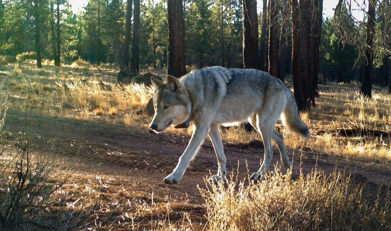 After Wolf "Group" Consistently Kills Livestock in Northwest, Officials Consider Lethal Removal