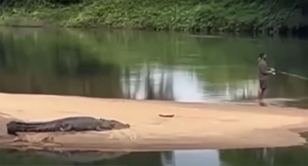 Watch: Australian Fisherman Wades Right Next to a Large Crocodile
