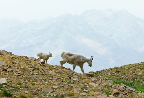 Mountain Goats in Utah Have Killed 3 Dogs in 3 Weeks