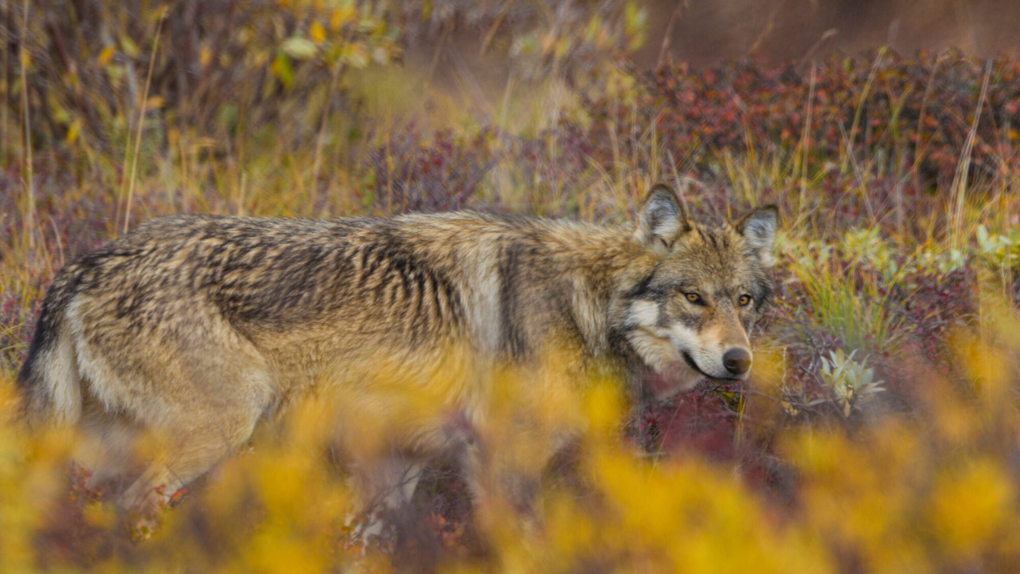 wolf denali national park