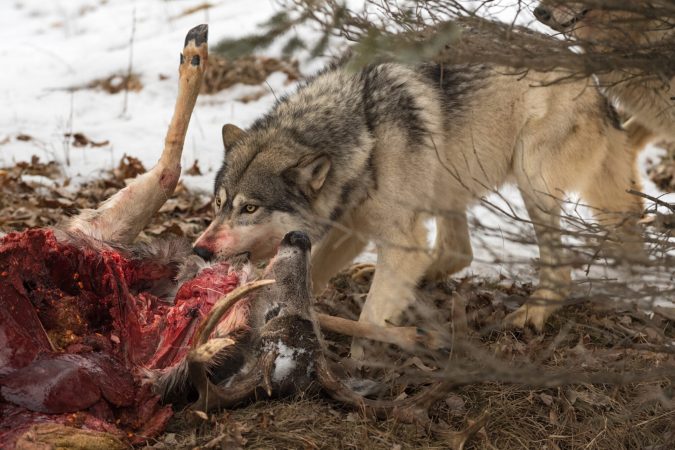 Yellowstone Wolves Kill Elk, Drag Carcass onto High School Football Field