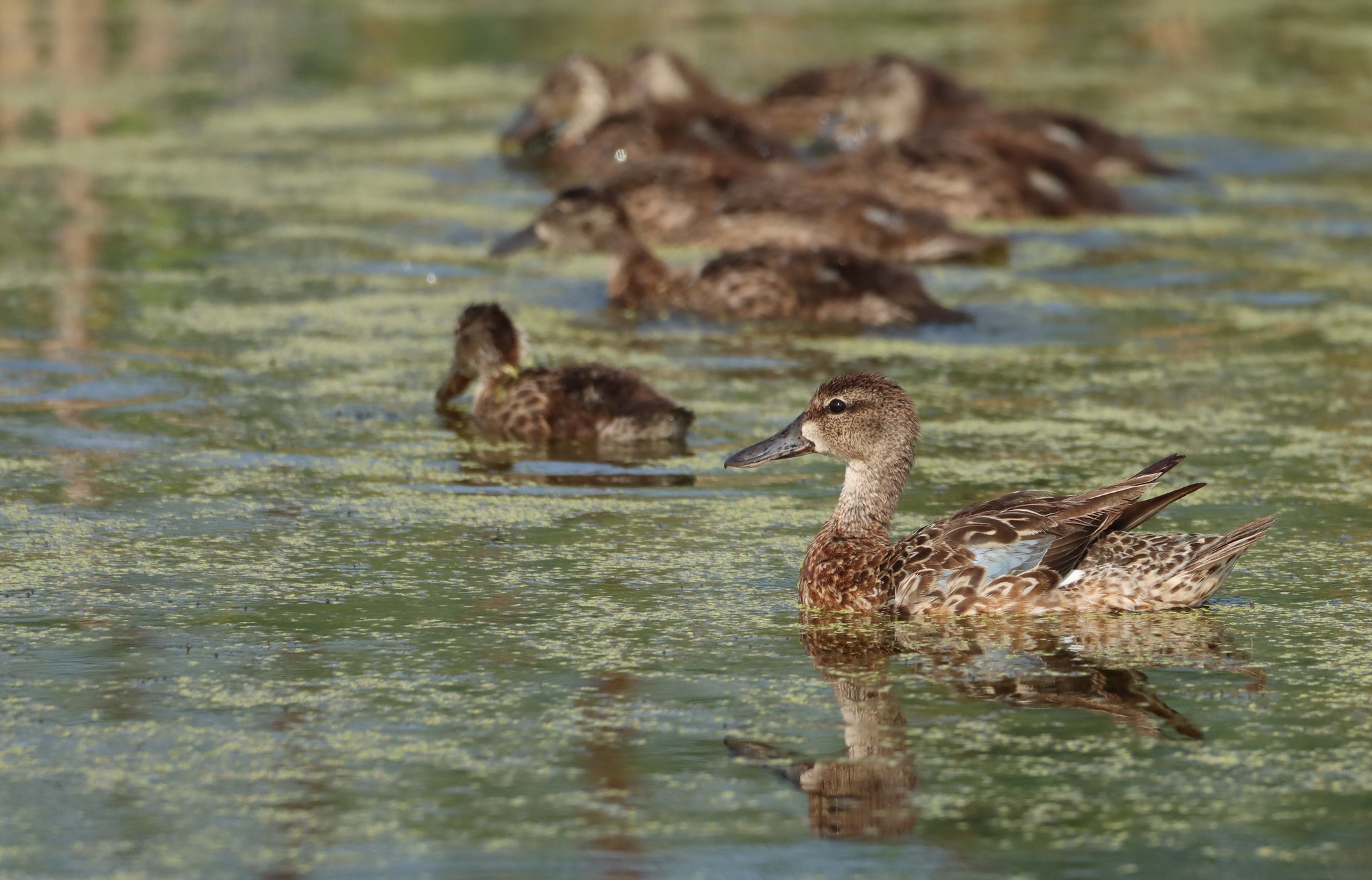 The North Dakota brood survey showed dabbling ducks weren't doing great.